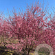 Prunus 'Okame' 350-400 cm draadkluit meerstammig op aanvraag