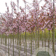 Prunus padus 'Colorata' 12-14 HO draadkluit