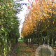 Prunus sargentii 'Rancho' 25-30 HO draadkluit