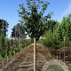 Prunus ser. 'Taihaku' 12-14 HO draadkluit
