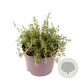 Rosmarinus off. 'Capri' 10-15 cm 2,0L