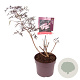 Sambucus nigra Black Lace 50-55 cm 7,5L