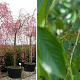 Prunus subh. 'Pendula Plena Rosea' 30-35 HO draadkluit 250 cm stam