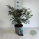 Sambucus nigra Black Lace 50-60 cm 6,5L