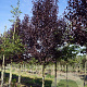 Prunus virginiana 'Canada Red' 20-25 HO draadkluit