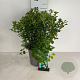 Spiraea betulifolia 'Tor' 30-40 cm 6,5L