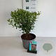 Spiraea billardii 40-50 cm 35L