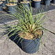 Cortaderia s. 'Pumila' GM 10L