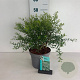 Spiraea cinerea 'Grefsheim' 40-50 cm 35L