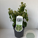 Hedera hib. 'Arbori Compact' 20-25 cm 2,0L