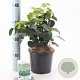 Hedera hib. 'Arbori Compact' 20-25 cm 2,0L