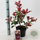Photinia fraseri 'Camilvy' 25-30 cm 2,0L