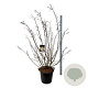 Stachyurus praecox 170-200 cm cont. 55L extra