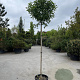Acer campestre 'Anny's Globe' 12-14 cm 35L 225 cm stam