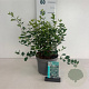Symphoricarpos d. 'White Hedge' 40-50 cm 35L