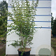 Syringa microphylla 'Superba' 125-150 cm 20L