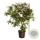 Viburnum burkwoodii 150-175 cm cont. 55L extra