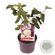 Viburnum carlcephalum 30-40 cm 3,0L