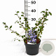 Ceanothus 'Burkwoodii' 30-40 cm 3,0L