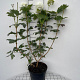 Viburnum opulus 'Roseum' 80-100 cm 7,5L