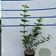 Viburnum opulus 'Roseum' 80-100 cm 7,5L