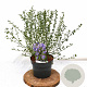 Ceanothus 'Concha' 30-40 cm 3,0L