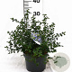Ceanothus thyrsiflorus repens 25-40 cm 3,0L