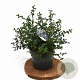 Ceanothus thyrsiflorus repens 25-40 cm 3,0L