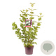 Viburnum opulus 'Roseum' 100-120 cm 7,5L