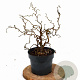 Corylus a. Medusa 30-40 cm 3,0L