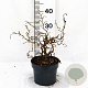 Corylus a. Medusa 30-40 cm 3,0L
