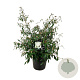 Viburnum 'Pragense' 100-125 cm cont. 55L extra