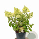Hydrangea pan. 'Grandiflora' 40-60 cm 5,0L