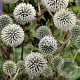 Echinops sphaer. 'Arctic Glow' GM P9