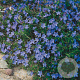 Lithodora d. 'Heavenly Blue' GM P9