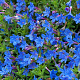 Lithodora d. 'Heavenly Blue' GM P9