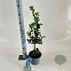 Ilex meserv. 'Blue Princess' 30-40 cm 3,0L