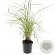 Miscanthus sin. 'Kleine Silbersp.' GM 1.5