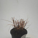 Miscanthus sin. 'Kleine Silbersp.' GM 1.5