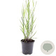 Panicum virgatum 'Heavy Metal' GM 1.5