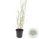 Panicum virgatum 'Heavy Metal' GM 1.5