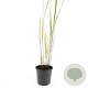 Panicum virgatum 'Heavy Metal' GM 1.5
