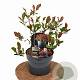 Photinia fraseri 'Little Fenna' 25-30 cm 2,0L