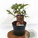 Photinia fraseri Louise 40-50 cm 3,0L