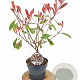 Photinia fraseri Louise 40-50 cm 3,0L