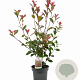 Photinia fraseri 'Mandarino' 25-40 cm 3,0L