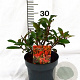 Photinia fraseri 'Mandarino' 25-40 cm 3,0L