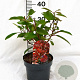 Photinia fraseri Red Light 40-50 cm 3,0L