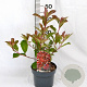 Photinia fraseri Red Light 40-50 cm 3,0L