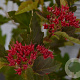 Physocarpus op. Little Leena 30-40 cm 3,0L